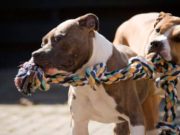 Mamă ucisă de câinii Amstaff ai fiului său, în propria curte, la Giurgiu