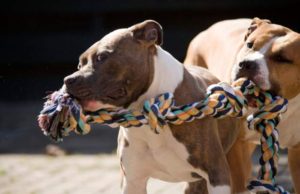 Mamă ucisă de câinii Amstaff ai fiului său, în propria curte, la Giurgiu