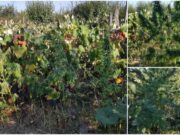 Plantaţie impresionantă de cannabis, ascunsă printre struguri, într-o vie din Argeş. Plante de aproape 2 metri