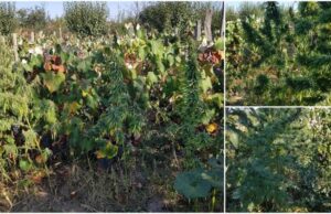 Plantaţie impresionantă de cannabis, ascunsă printre struguri, într-o vie din Argeş. Plante de aproape 2 metri