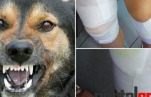 Câinii vagabonzi fac ravagii într-o localitate din județ. Mușcată de picioare, o sătmăreancă se revoltă