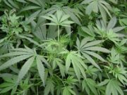 Student dat în judecată de DIICOT pentru că nu a mai livrat cannabisul promis, deși a luat bani de la ofițerul sub acoperire