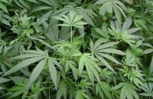 Student dat în judecată de DIICOT pentru că nu a mai livrat cannabisul promis, deși a luat bani de la ofițerul sub acoperire