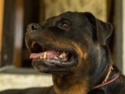 O mamă și-a pierdut bebelușul născut de o zi, după ce cainele familiei, un Rottweiler, a atacat copilul