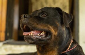 O mamă și-a pierdut bebelușul născut de o zi, după ce cainele familiei, un Rottweiler, a atacat copilul