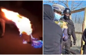 Cățel incendiat pentru amuzament în județul Buzău. Mascații și un ONG au intervenit