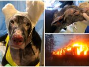Matilda, cățelușa eroină care a salvat patru oameni dintr-un incendiu, însă ea s-a ales cu arsuri grave