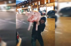 Imagini virale. Trei români au tăiat porcul și au defilat cu el pe străzile Londrei