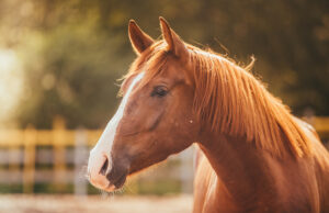 Ajut eu. Un cal pentru un campion. Visul lui Alexandru Tăbuică a fost împlinit