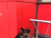 Un câine și-a așteptat timp de o lună stăpânul mort de Covid, în fața unui spital din Mexic