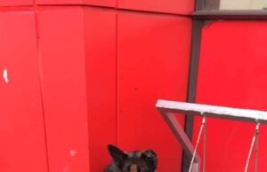 Un câine și-a așteptat timp de o lună stăpânul mort de Covid, în fața unui spital din Mexic