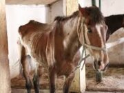 Imagini tulburătoare. 40 de cai legaţi, care par maltrataţi şi slab hrăniţi, filmaţi pe marginea lacului Zarguzon din Techirghiol