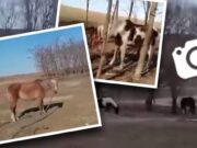 Secretul incredibil al procurorului DIICOT acuzat că a maltratat 40 de cai / Documente exclusive