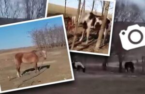 Secretul incredibil al procurorului DIICOT acuzat că a maltratat 40 de cai / Documente exclusive