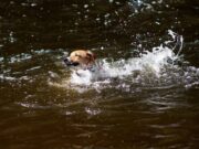 Un câine curajos a plonjat în apă, într-o încercare disperată de a salva un copil de la înec, în Australia