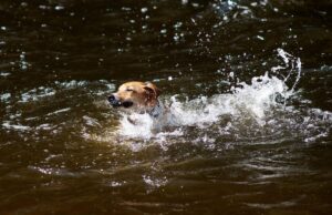 Un câine curajos a plonjat în apă, într-o încercare disperată de a salva un copil de la înec, în Australia