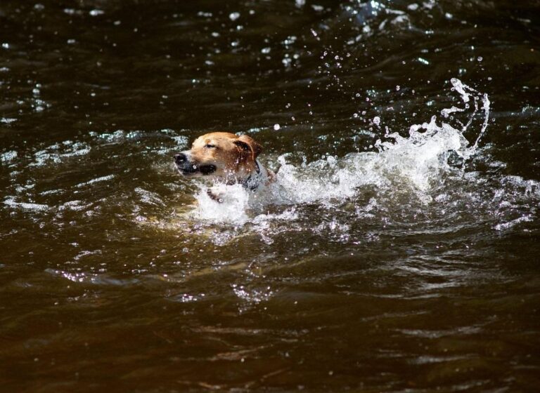 Un câine curajos a plonjat în apă, într-o încercare disperată de a salva un copil de la înec, în Australia