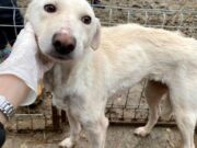 DEZVĂLUIRI ȘOCANTE! Cum funcționează „Mafia animalelor” fără stăpân din România, prin chinuirea sufletelor nevinovate: „Un câine produce și 1.000 de euro pe lună / Se fac transporturi pentru lupte și zoofilie / Sunt încrengături în instituțiile statului„