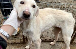 DEZVĂLUIRI ȘOCANTE! Cum funcționează „Mafia animalelor” fără stăpân din România, prin chinuirea sufletelor nevinovate: „Un câine produce și 1.000 de euro pe lună / Se fac transporturi pentru lupte și zoofilie / Sunt încrengături în instituțiile statului„