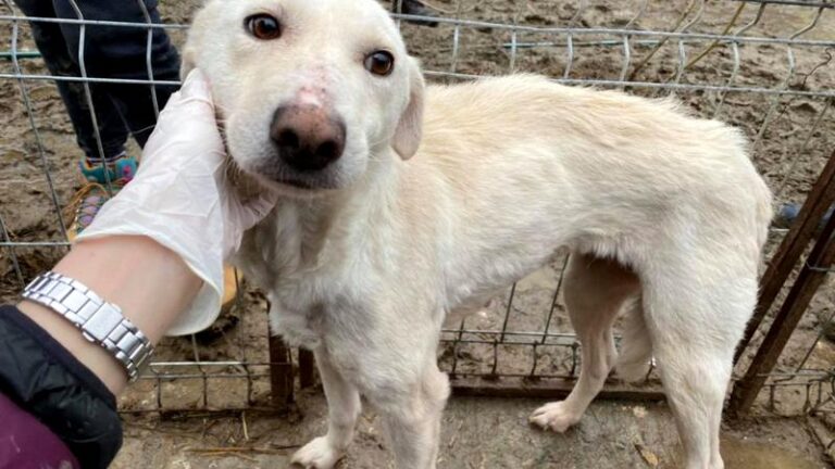 DEZVĂLUIRI ȘOCANTE! Cum funcționează „Mafia animalelor” fără stăpân din România, prin chinuirea sufletelor nevinovate: „Un câine produce și 1.000 de euro pe lună / Se fac transporturi pentru lupte și zoofilie / Sunt încrengături în instituțiile statului„