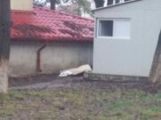 Femeie moartă în curtea spitalului. Caz şocant la Botoşani