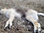 Câini uciși cu brutalitate într-o comună din Gorj!