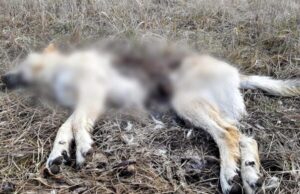 Câini uciși cu brutalitate într-o comună din Gorj!