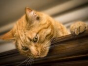 O pisică i-a uimit pe medici: şi-a adus puii bolnavi la un cabinet medical