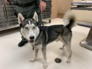 O fetiţă de 12 ani a fost mușcată de un câine, în Alba. Stăpâna animalului a murit pe loc din cauza șocului