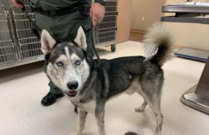 O fetiţă de 12 ani a fost mușcată de un câine, în Alba. Stăpâna animalului a murit pe loc din cauza șocului