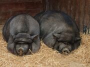 Guvernul oferă bani pentru fermierii care cresc porci. Animalele trebuie să fie din aceste rase