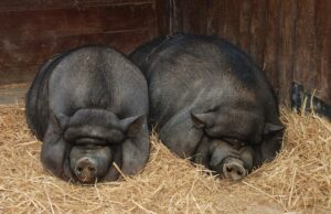 Guvernul oferă bani pentru fermierii care cresc porci. Animalele trebuie să fie din aceste rase