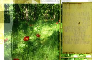 Pandemia are și efecte benefice. Cum au fost salvați bujorii de 12.000 de lei bucata din Dolj