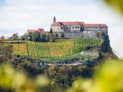 Românii se răzbună virtual pe prințul care l-a ucis pe ursul Arthur. Val de recenzii negative pentru castelul său din Austria