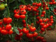 Iata cu ce sa stropesti rosiile pentru a obtine o recolta bogata – Toate sunt solutii naturale