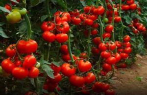 Iata cu ce sa stropesti rosiile pentru a obtine o recolta bogata – Toate sunt solutii naturale