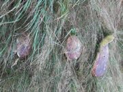 Marius Se Plimba Sâmbătă Prin Pădure, Prin Poiana Brașov, Când A Zărit Ceva Incredibil