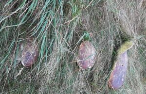 Marius Se Plimba Sâmbătă Prin Pădure, Prin Poiana Brașov, Când A Zărit Ceva Incredibil
