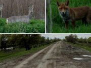 Safari pe unul dintre cele mai proaste drumuri din România: Tulcea – Chilia Veche. Căprioare, vulpi, șacali și un milion de gropi
