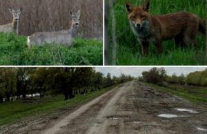 Safari pe unul dintre cele mai proaste drumuri din România: Tulcea – Chilia Veche. Căprioare, vulpi, șacali și un milion de gropi
