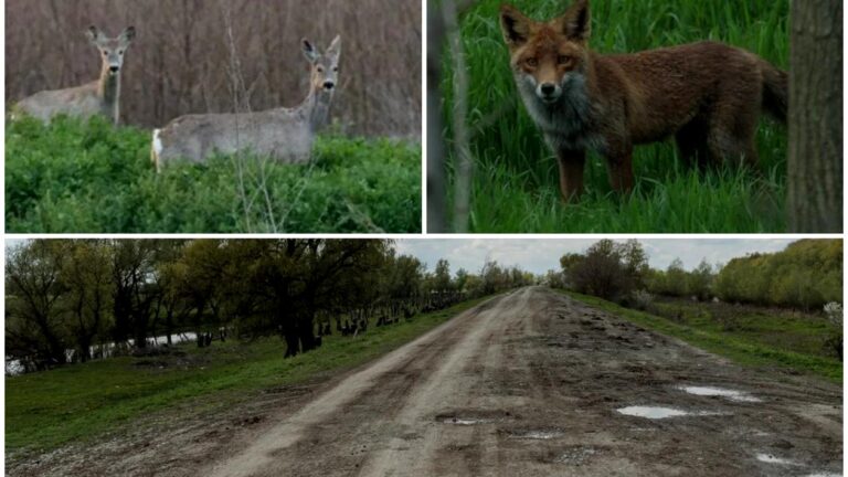 Safari pe unul dintre cele mai proaste drumuri din România: Tulcea – Chilia Veche. Căprioare, vulpi, șacali și un milion de gropi