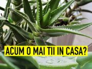 TU STIAI ASTA? Aloe Vera o planta care nu trebuie sa-ti..