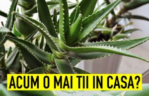 TU STIAI ASTA? Aloe Vera o planta care nu trebuie sa-ti..
