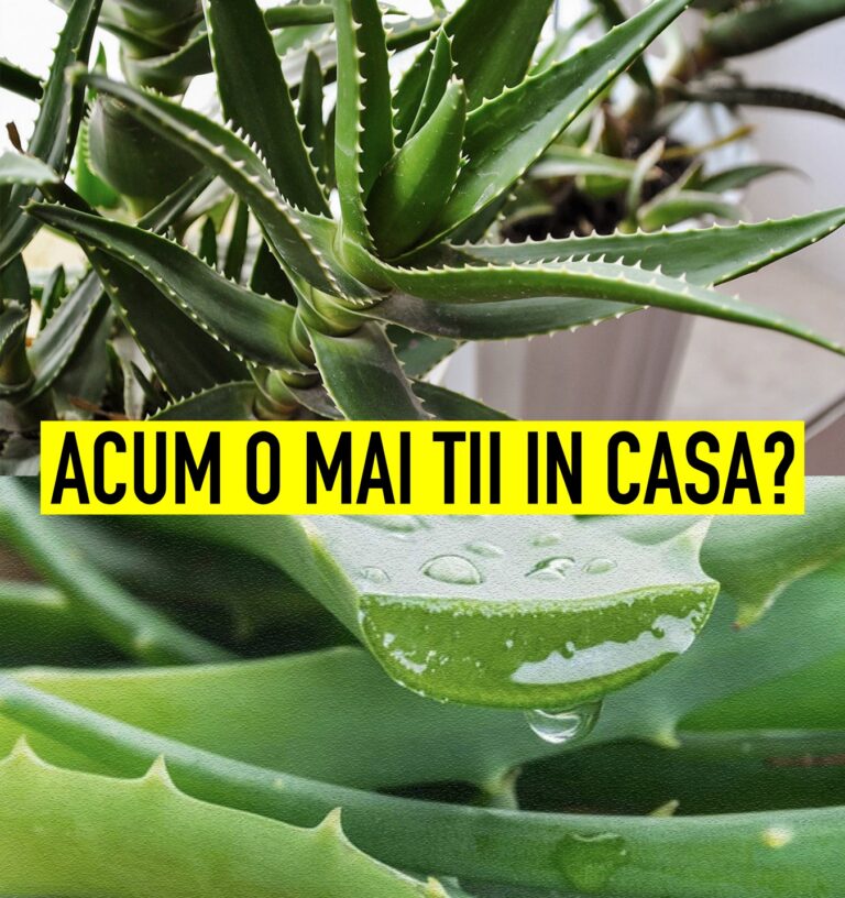TU STIAI ASTA? Aloe Vera o planta care nu trebuie sa-ti..