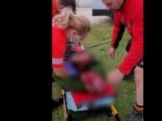 Trei ciobani au fost atacați de un urs la o stână din Harghita. Unul dintre ei a fost găsit mort