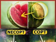 Cum sa alegem garantat un pepene verde dulce si copt. Metode secrete care nu dau gres