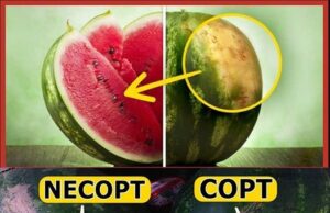 Cum sa alegem garantat un pepene verde dulce si copt. Metode secrete care nu dau gres