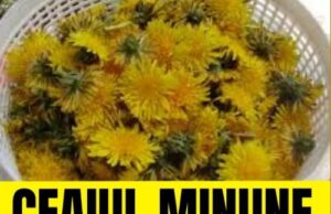 Tratamente naturiste pentru fiere. Cele mai bune ceaiuri pentru bila leneșă