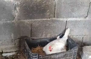 Găina unui fost soldat a adoptat trei pui de pisică orfani. Filmulețul a ajuns viral