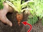 S-a dus în spatele casei să strângă niște morcovi din grădină, dar la scurt timp după ce a început să-i scoată din pământ a rămas fără cuvinte! Iată ce a descoperit bărbatul pe unul dintre ei: „Nu se poate așa ceva..